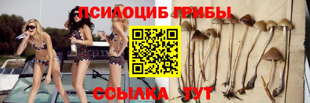 Галлюциногенные грибы GOLDEN TEACHER  Псилоцибиновые грибы мицелий  где продают наркотики  Шадринск  Вход с VPN 